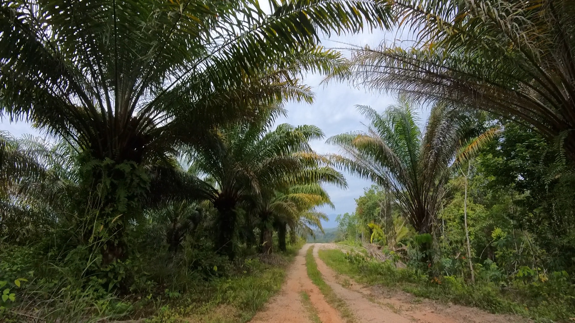Ulu Kinta Dam Gravel Loop — scene 3 (mixed cycling in Ulu Kinta, Perak)